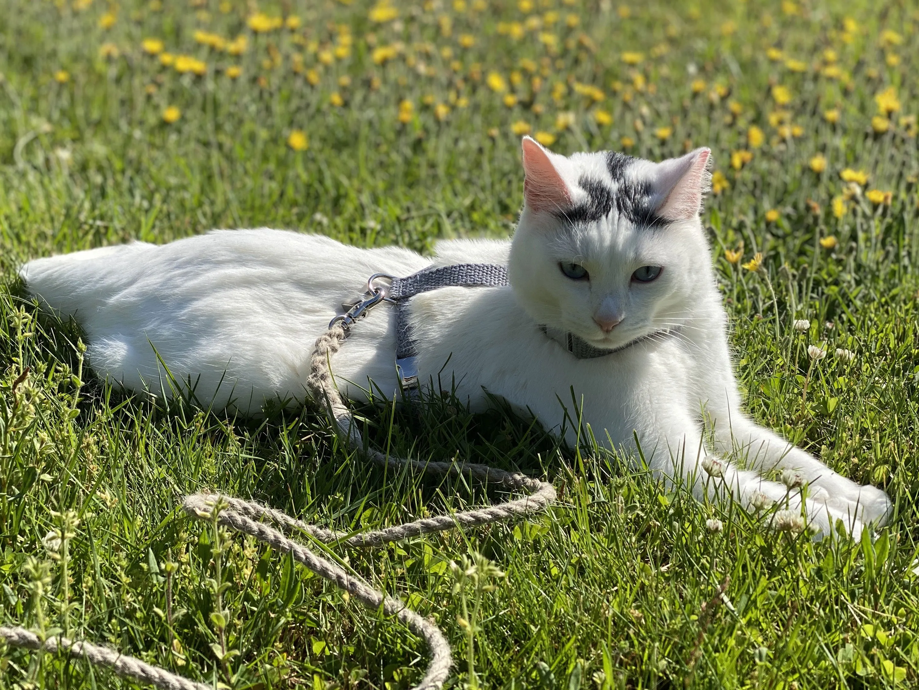 Pebble Beach Just Hemp H-Style Cat Harness