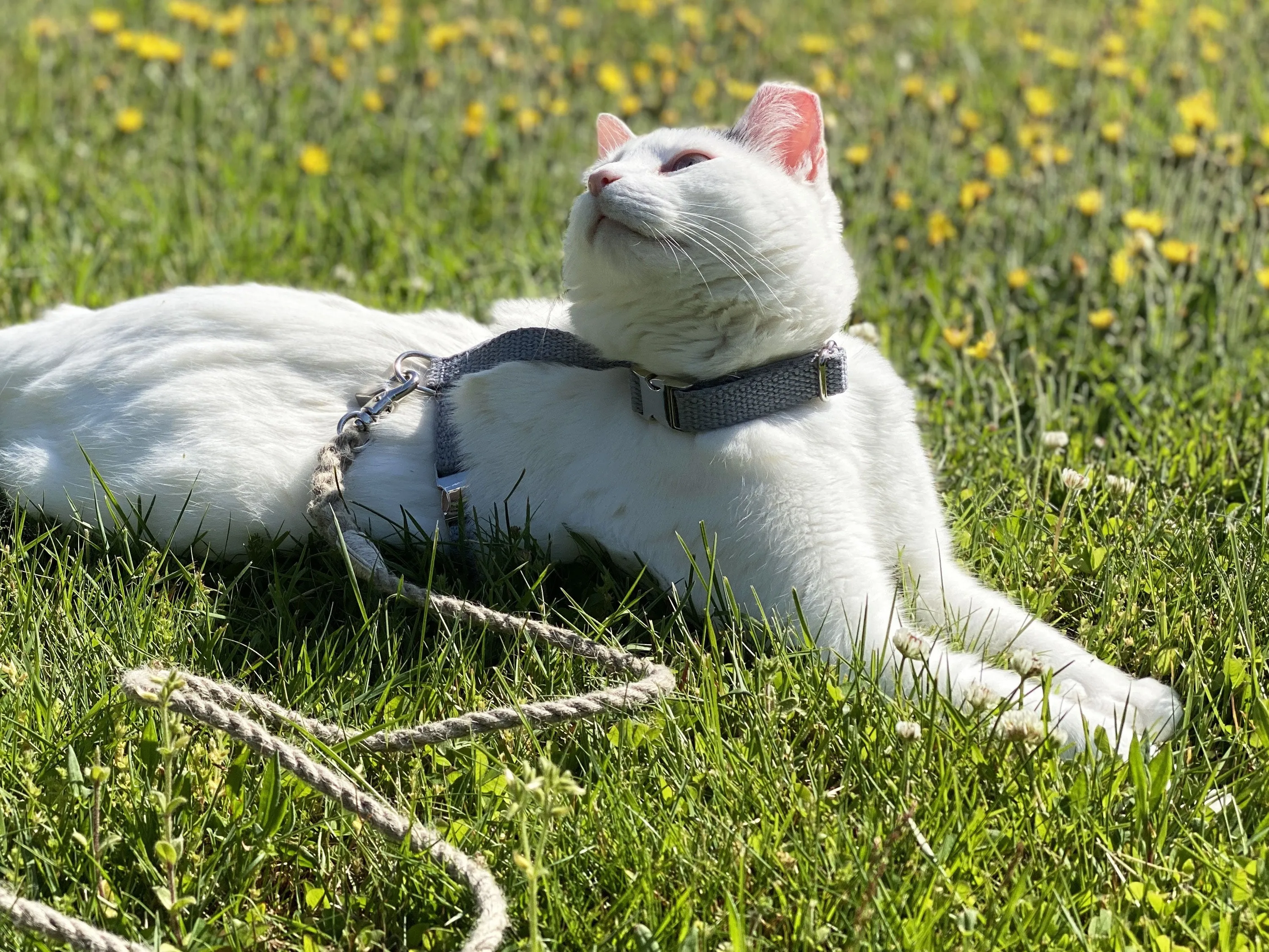 Pebble Beach Just Hemp H-Style Cat Harness