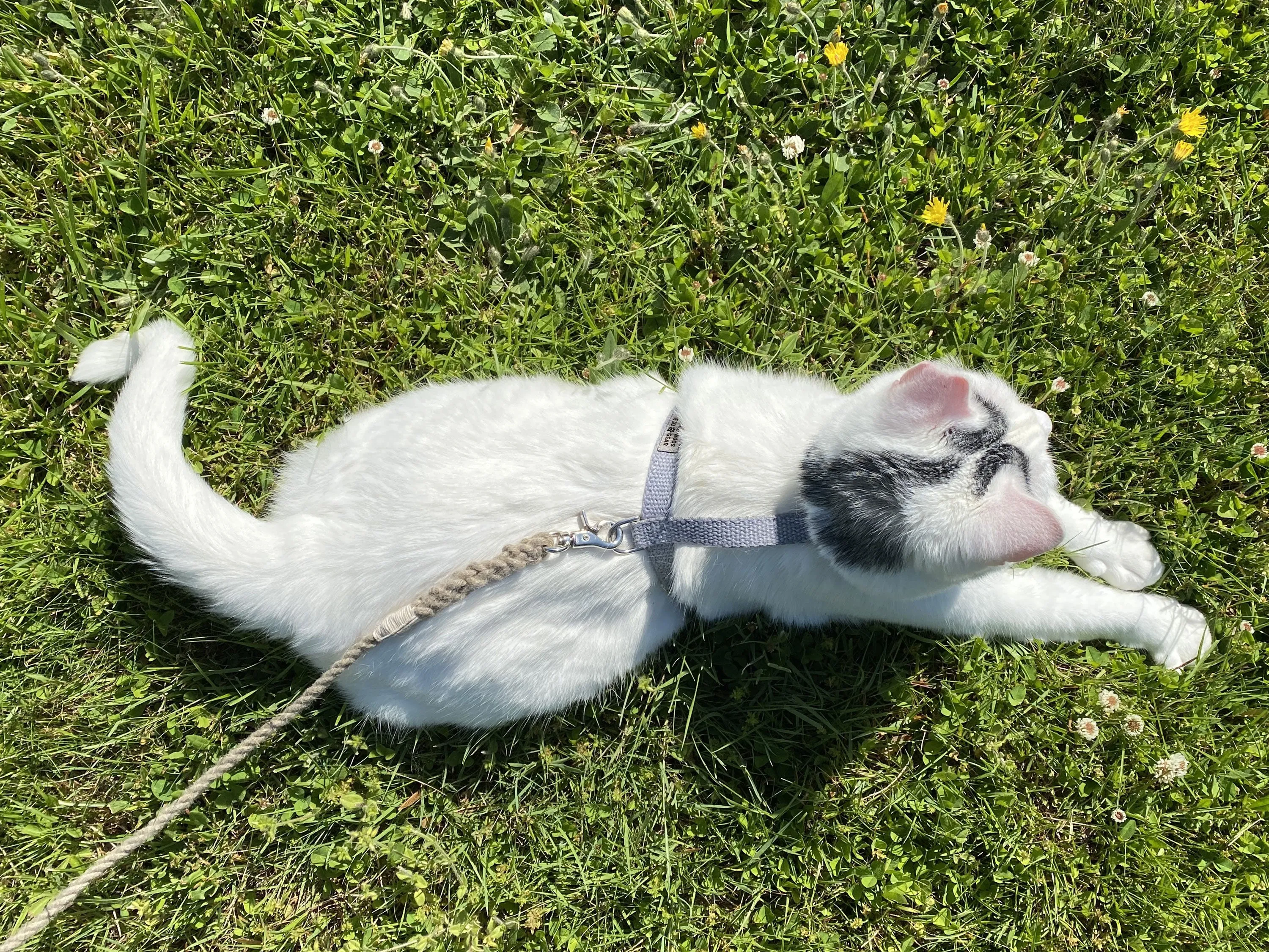 Pebble Beach Just Hemp H-Style Cat Harness