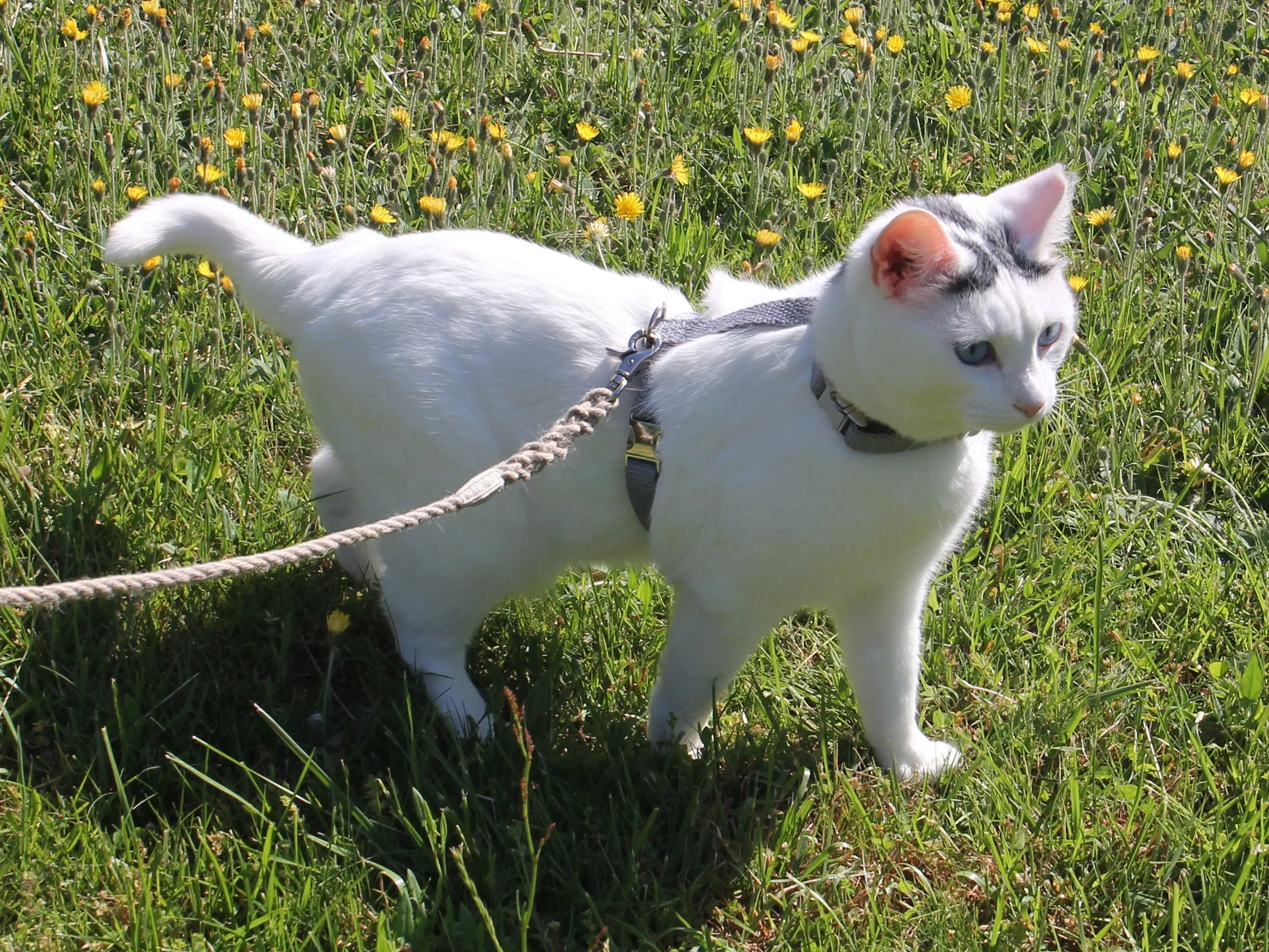 Pebble Beach Just Hemp H-Style Cat Harness