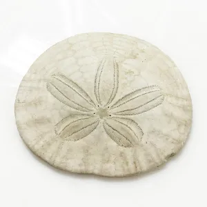 Shell Sand Dollar